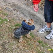Yorkshire terrier Marni