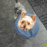 Yorkshire terrier Marni