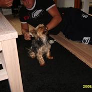 Yorkshire terrier Marni
