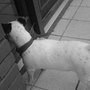 Jack russell terrier Mischa.