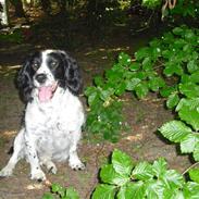 Field Trial spaniel ina <33 forever<33