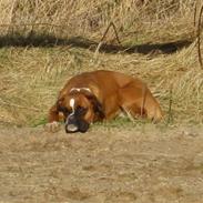 Boxer Nala