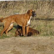 Boxer Nala