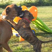 Boxer Nala