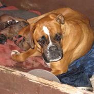 Boxer Nala