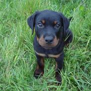 Rottweiler zisco