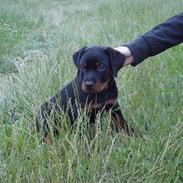 Rottweiler zisco