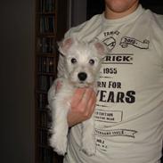 West highland white terrier Sofus
