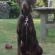 Dobermann Dax 