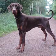 Dobermann Dax 