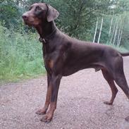 Dobermann Dax 