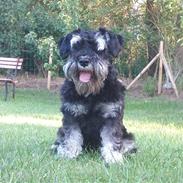 Dvaergschnauzer Ozzy