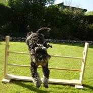 Dvaergschnauzer Ozzy