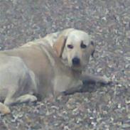 Labrador retriever bino