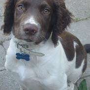 Engelsk springer spaniel Anton
