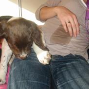 Engelsk springer spaniel Anton