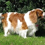 Cavalier king charles spaniel - Perle *RIP*