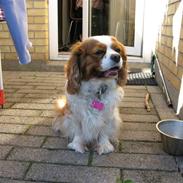 Cavalier king charles spaniel - Perle *RIP*