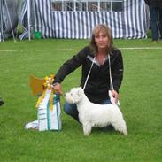 West highland white terrier Diva 