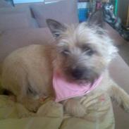 Cairn terrier Nanna