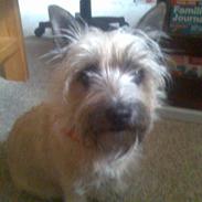 Cairn terrier Nanna