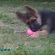 Schæferhund Sava *Død*