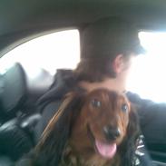 Gravhund basse