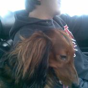 Gravhund basse