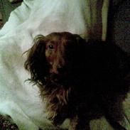 Gravhund basse