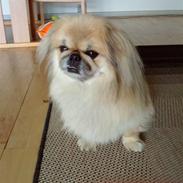 Pekingeser Victor