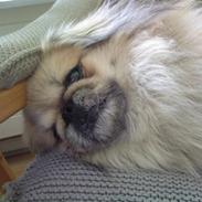 Pekingeser Victor