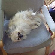 Pekingeser Victor