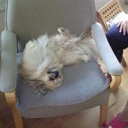 Pekingeser Victor