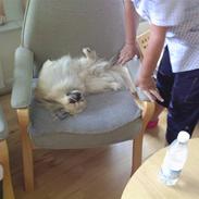 Pekingeser Victor