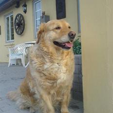 Golden retriever bonnie