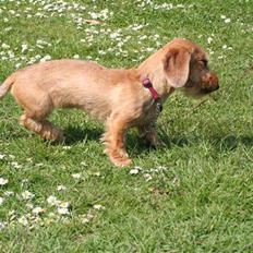 Gravhund Farnæshøj's Jenka