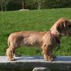 Gravhund Farnæshøj's Jenka