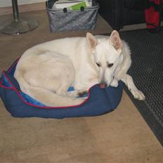 Hvid schæfer Bayley