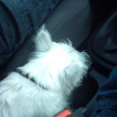 West highland white terrier Frida