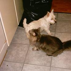 West highland white terrier Frida