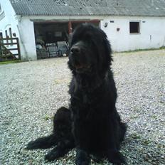 Newfoundlænder Ursulas Perlemor 