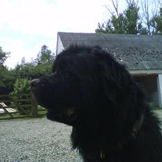 Newfoundlænder Ursulas Perlemor 