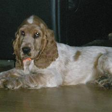 Cocker spaniel sofus