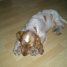 Cocker spaniel sofus