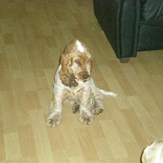 Cocker spaniel sofus