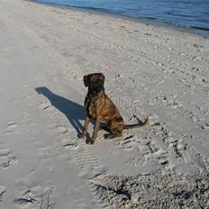 Blanding af racer mille