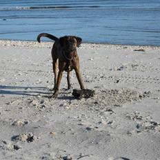 Blanding af racer mille