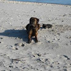 Blanding af racer mille