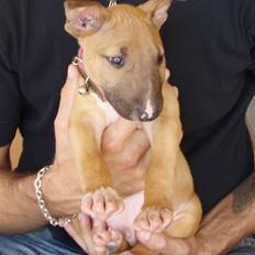 Bullterrier Nido
