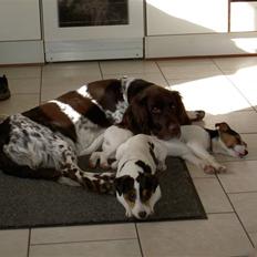 Langhåret hønsehund bobo